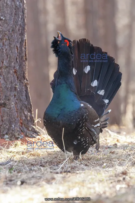 : black-billed capercaillie : black-billed capercaillie