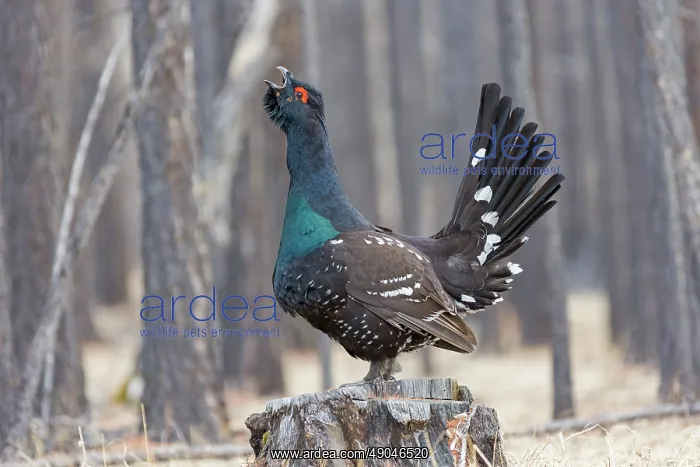 : black-billed capercaillie : black-billed capercaillie