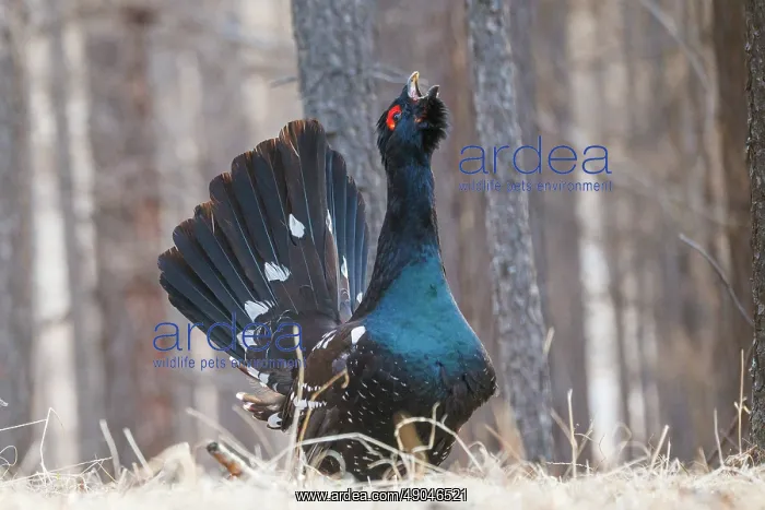 : black-billed capercaillie : black-billed capercaillie