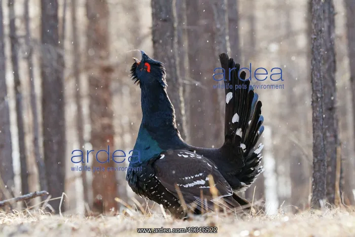 : black-billed capercaillie : black-billed capercaillie