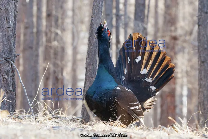 : black-billed capercaillie : black-billed capercaillie