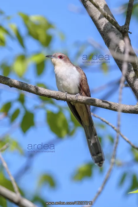 : Black-billed Cuckoo : Black-billed Cuckoo