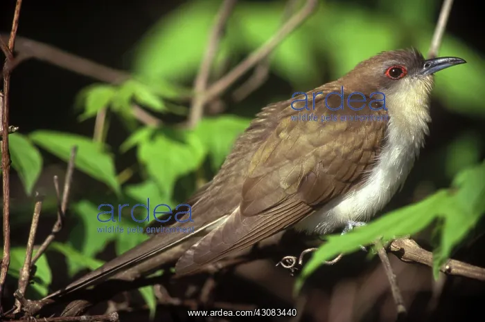 : Black-billed Cuckoo : Black-billed Cuckoo