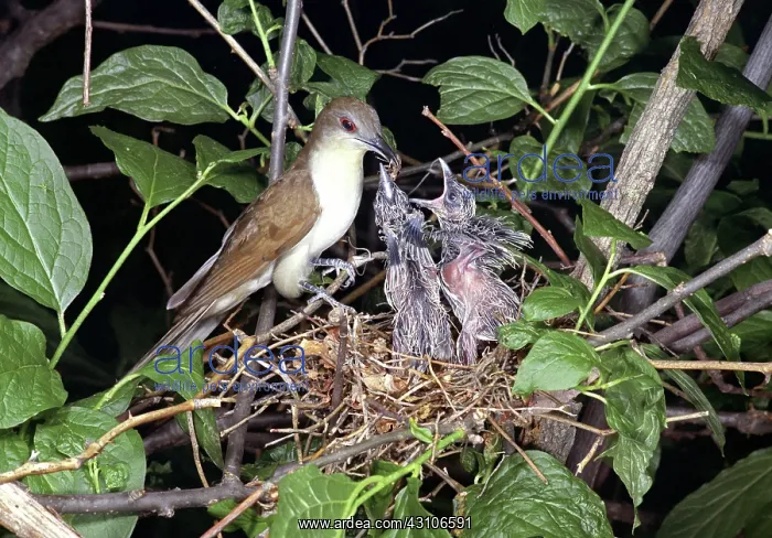 : Black-Billed Cuckoo : Black-Billed Cuckoo