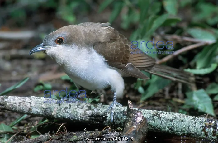: Black-billed Cuckoo : Black-billed Cuckoo