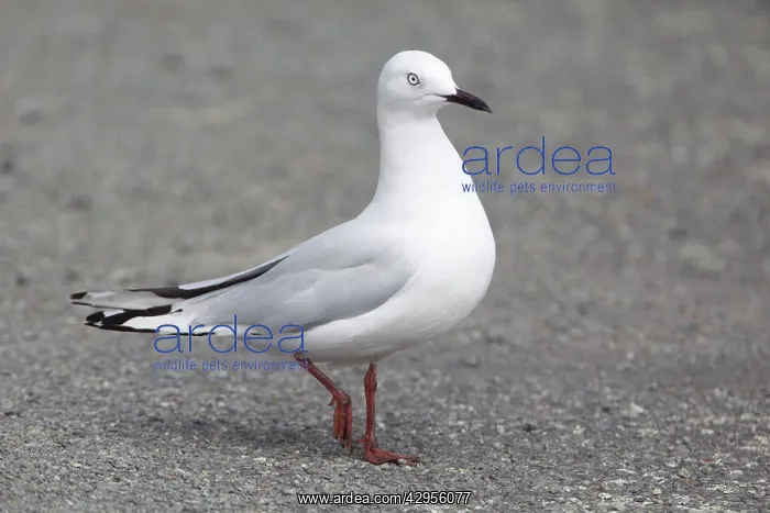 : Black-billed Gull : Black-billed Gull