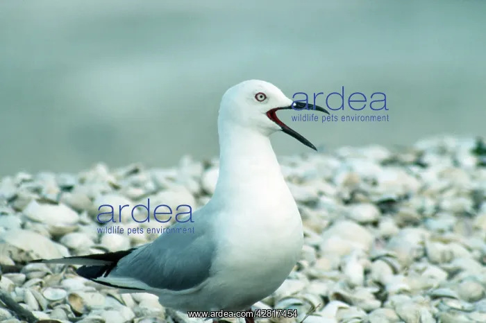 : Black-billed Gull - calling : Black-billed Gull - calling