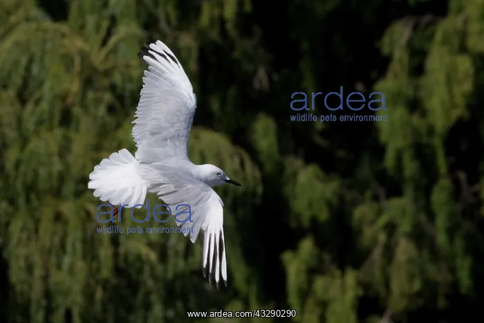 : Black-billed Gull - in flight - (Recently classified : Black-billed Gull - in flight - (Recently classified
