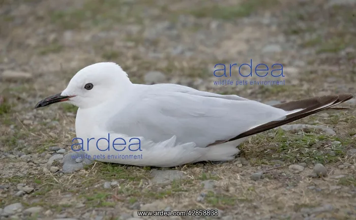 : Black-billed gull - on ground : Black-billed gull - on ground