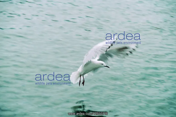 : Black-billed Gull - landing on sea : Black-billed Gull - landing on sea