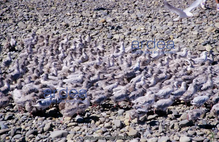 : Black-billed Gull - large group of chicks : Black-billed Gull - large group of chicks
