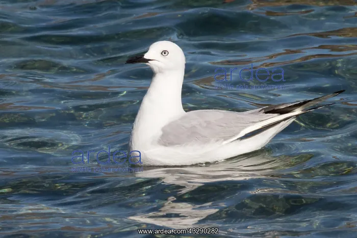 : Black-billed Gull - (Recently classified as Critically : Black-billed Gull - (Recently classified as Critically