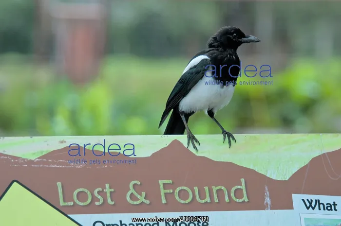 : Black-billed Magpie : Black-billed Magpie