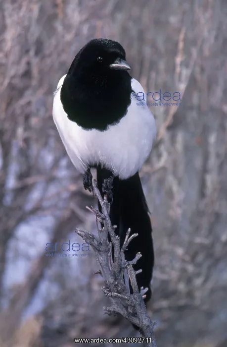 : Black-billed Magpie : Black-billed Magpie