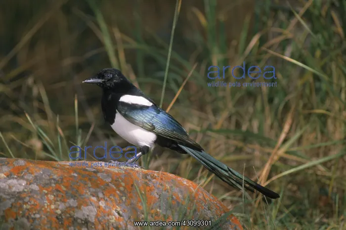 : Black Billed Magpie : Black Billed Magpie