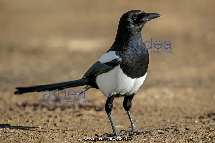  : Black-billed Magpie - January