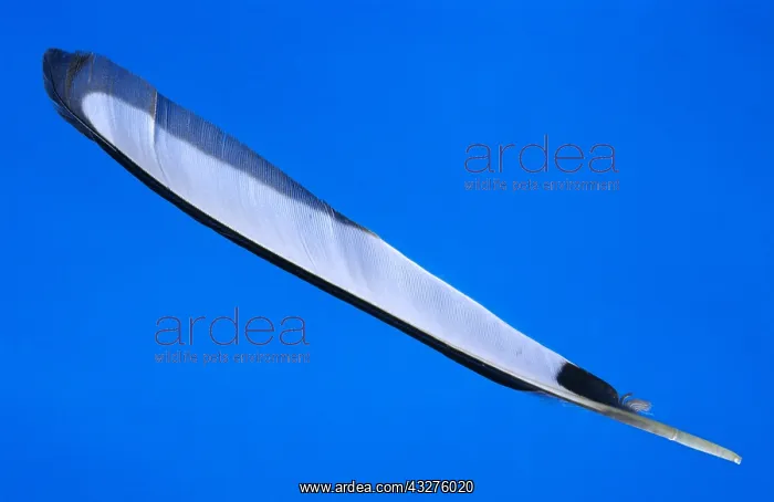 : Black-billed Magpie (Pica pica) flight feather : Black-billed Magpie (Pica pica) flight feather