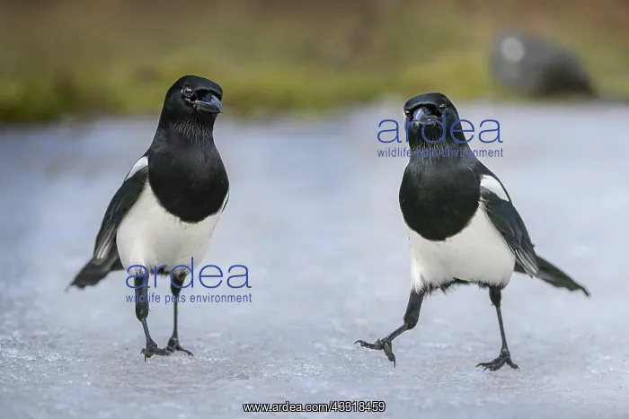 : Two Black-billed Magpie (Pica pica) on ice, Rami : Two Black-billed Magpie (Pica pica) on ice, Rami