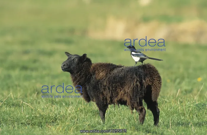 : Black-billed Magpie (Pica pica) perching on she : Black-billed Magpie (Pica pica) perching on she