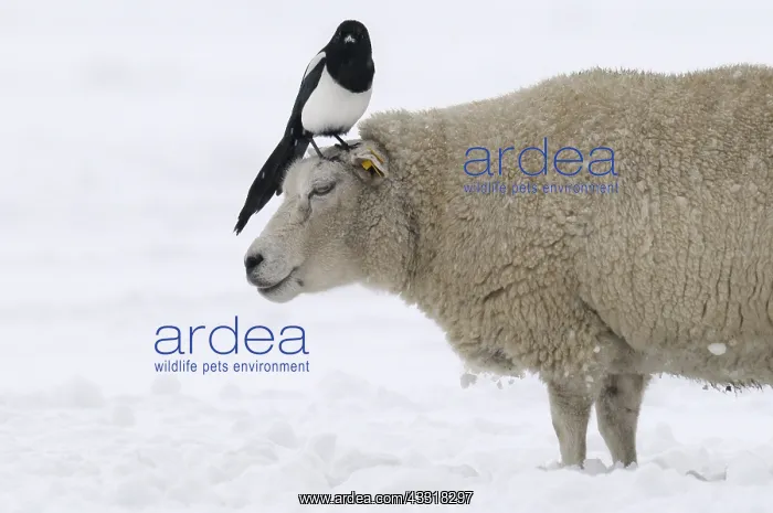 : Black-billed Magpie (Pica pica) on sheep in sno : Black-billed Magpie (Pica pica) on sheep in sno