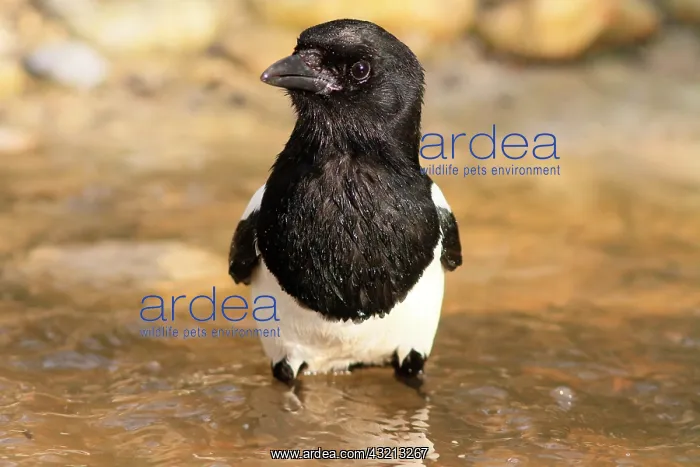 : Black-billed Magpie (Pica pica) in water, France : Black-billed Magpie (Pica pica) in water, France