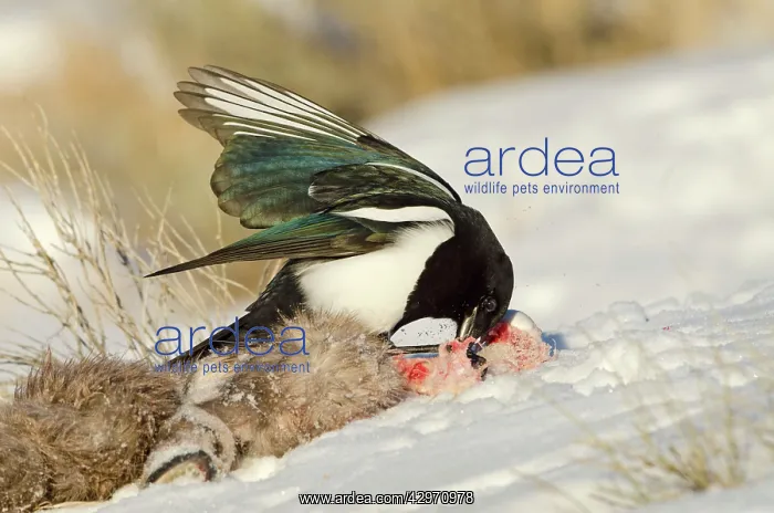: Black-billed Magpie - scavenging on dead Bighorn : Black-billed Magpie - scavenging on dead Bighorn