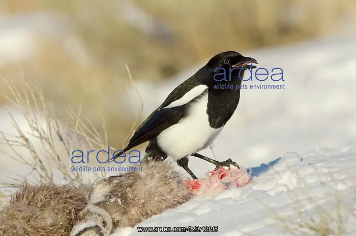 : Black-billed Magpie - scavenging on dead Bighorn : Black-billed Magpie - scavenging on dead Bighorn