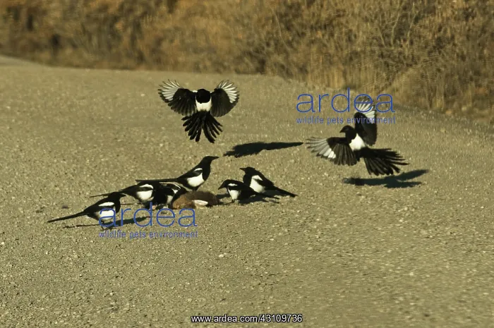 : Black-billed Magpies at roadkill : Black-billed Magpies at roadkill