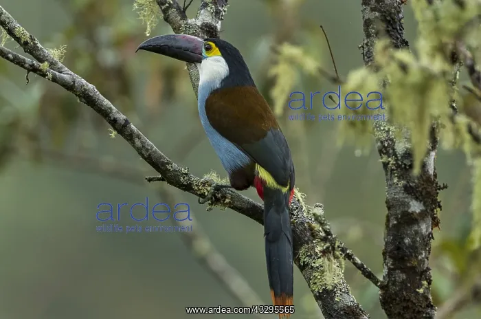 : Black-billed Mountain Toucan (Andigena nigrirostris) : Black-billed Mountain Toucan (Andigena nigrirostris)