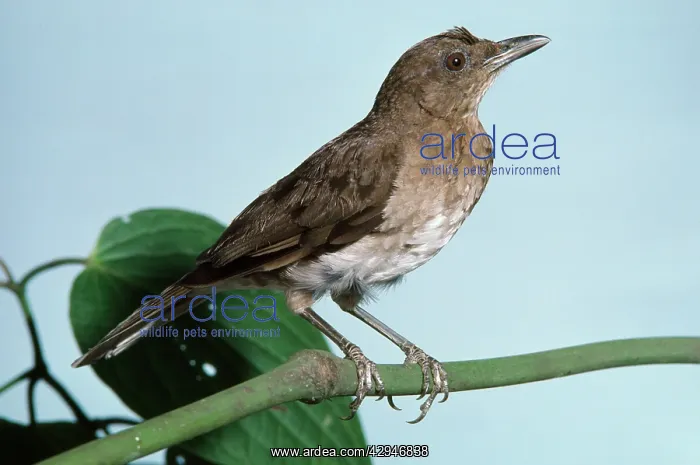: Black-billed THRUSH : Black-billed THRUSH