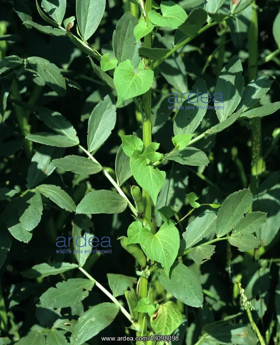 : Black bindweed : Black bindweed