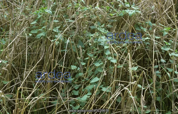 : Black Bindweed in Barley crop : Black Bindweed in Barley crop