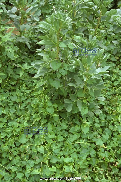 : Black bindweed in bean crop : Black bindweed in bean crop