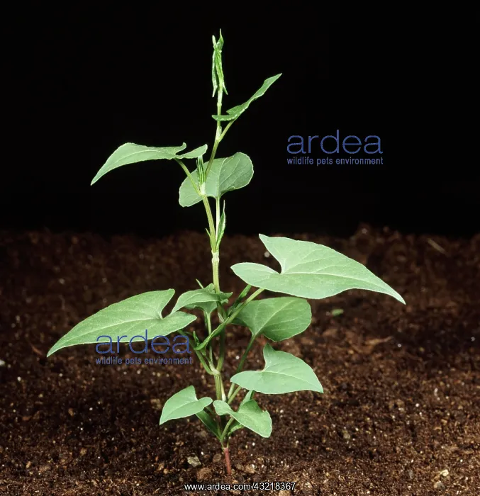 : Black bindweed (Bilderdykia convolvulus) seedling : Black bindweed (Bilderdykia convolvulus) seedling