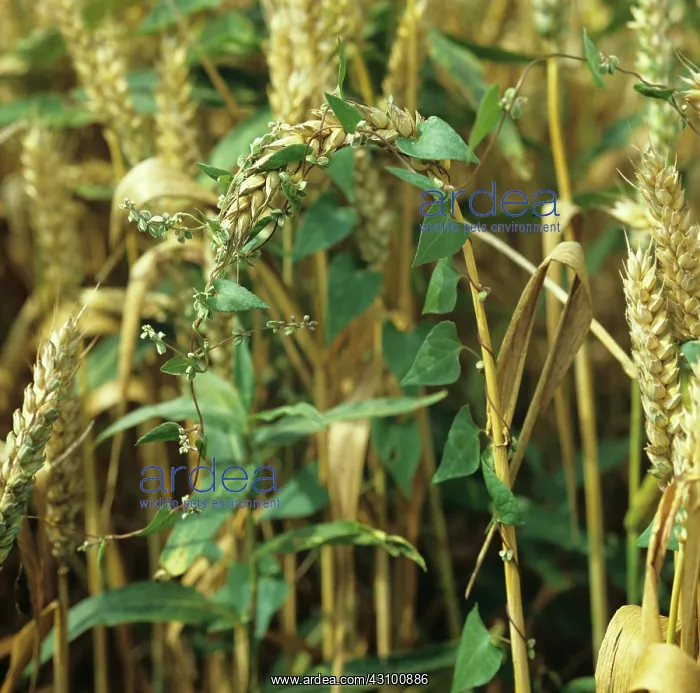 : Black bindweed in Oats : Black bindweed in Oats