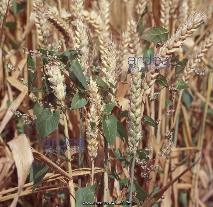 : Black bindweed in wheat crop : Black bindweed in wheat crop