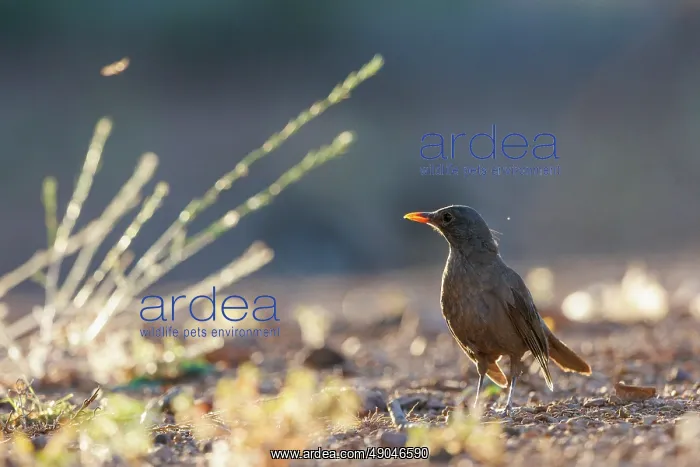 : BLACK BIRD : BLACK BIRD