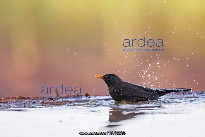 : BLACK BIRD : BLACK BIRD
