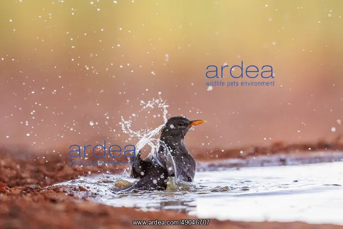 : BLACK BIRD : BLACK BIRD