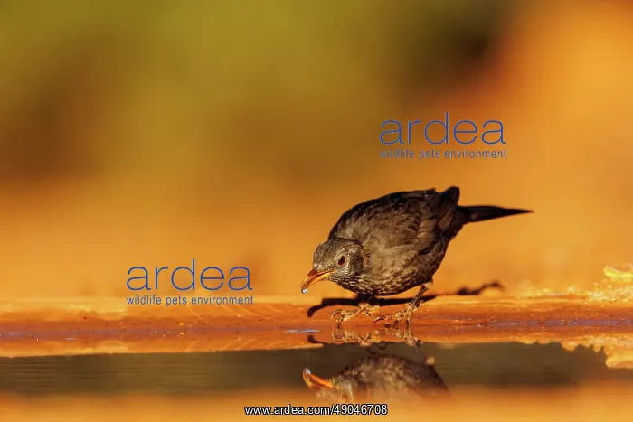: BLACK BIRD : BLACK BIRD