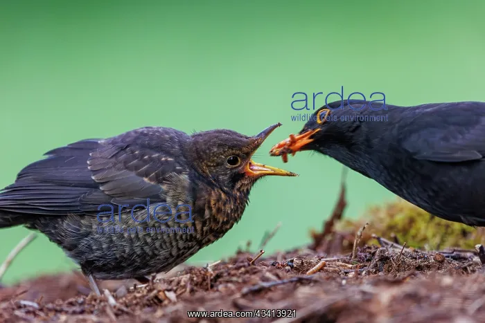 : Black bird, adult male : Black bird, adult male