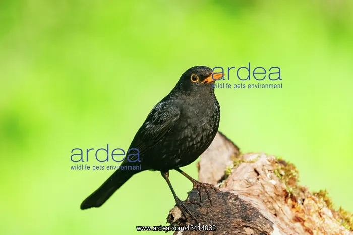 : Black bird, adult male : Black bird, adult male