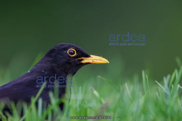  : Black bird, adult male