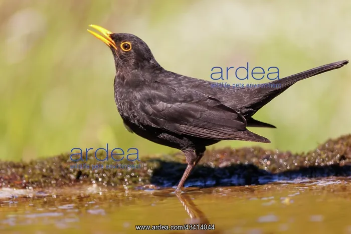 : Black bird, adult male : Black bird, adult male