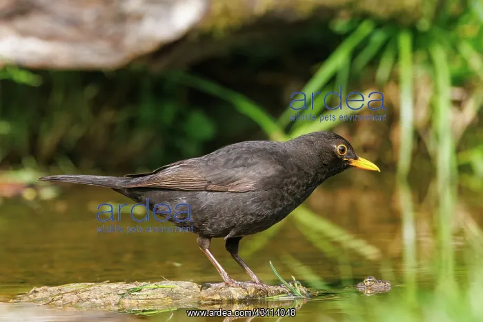 : Black bird, adult male : Black bird, adult male
