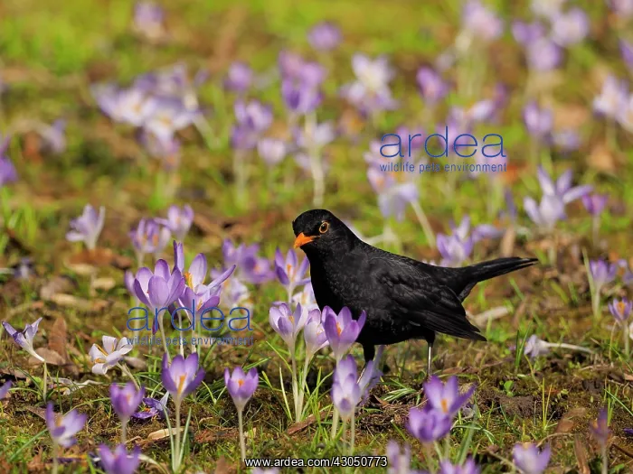 : Black Bird-in crocus meadow, Germany : Black Bird-in crocus meadow, Germany
