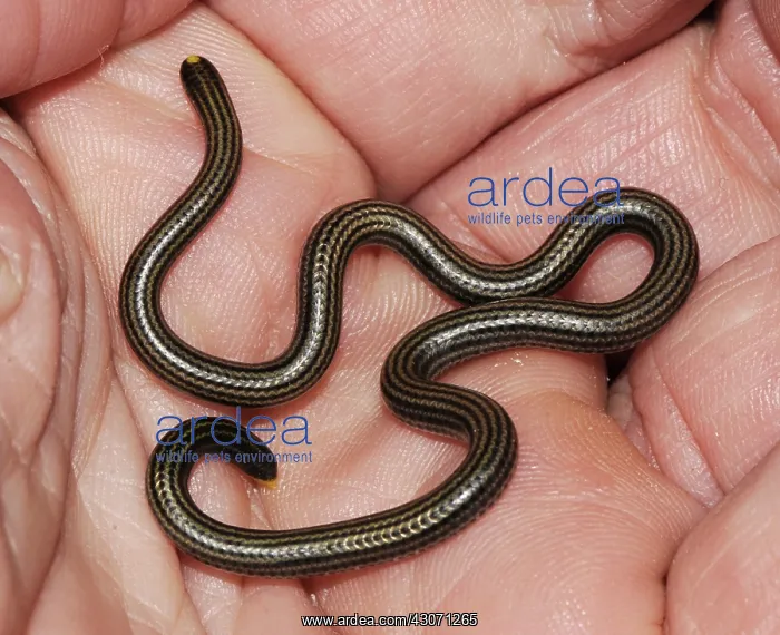 : Black Blind Snake : Black Blind Snake