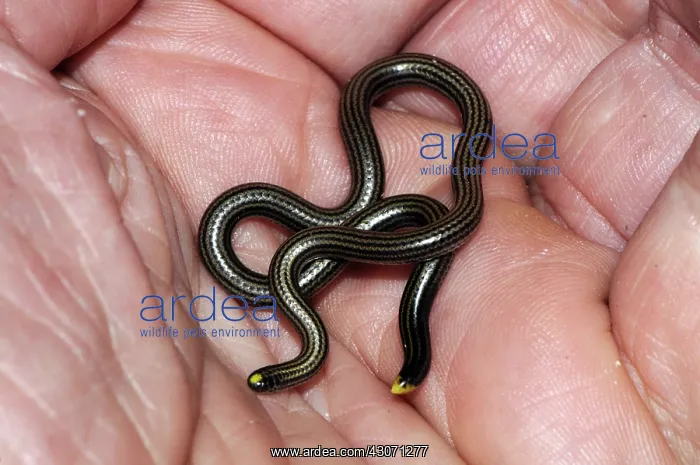 : Black blind snake : Black blind snake