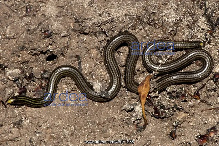  : Black Blind Snake