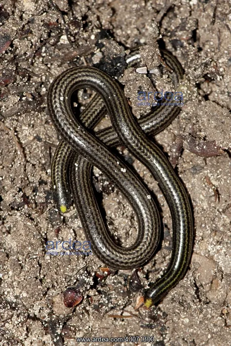 : Black Blind Snake : Black Blind Snake